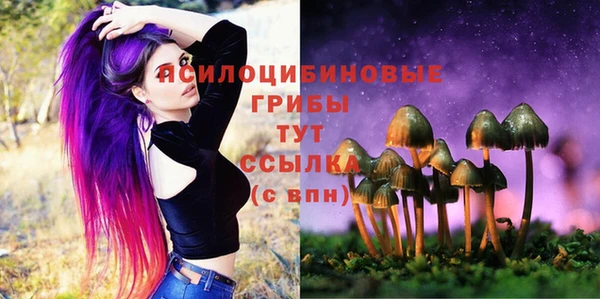прущие грибы Новокубанск